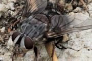 Tachinid sp Fly (zb) (Tachinid sp)